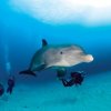 Anthony`s  Key Resort-Nadar y Snorkel con los Delfines