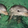Anthony`s  Key Resort-Nadar y Snorkel con los Delfines