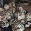 Hacienda Doña Engracia-Conozca el proceso para la fabricación de un excelente tequila