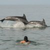 Wildlife Connection-Interactúa con delfines y vive una experiencia única en Puerto Vallarta