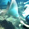 Sea Trek-Explora las maravillas de la vida submarina sin mojar un centímetro de tu cabeza...