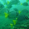 Deep Blue Diving-Excursiones de Buceo únicas en Playas del Coco, Costa Rica