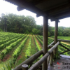 Senderos Del Tannat-Conozca las Bodegas de Senderos del Tannat