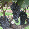 Senderos Del Tannat-Conozca las Bodegas de Senderos del Tannat