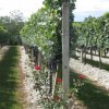 Senderos Del Tannat-Conozca las Bodegas de Senderos del Tannat