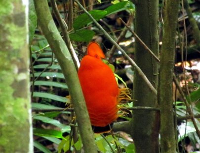 Iwokrama Canopy Walkway- Observacion de aves desde el Canopy Walkway en la selva Iwokrama