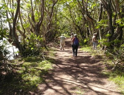 Wildside Nature Tours-Explora por 5 Días el hábitat de Aves Puertoriqueñas 