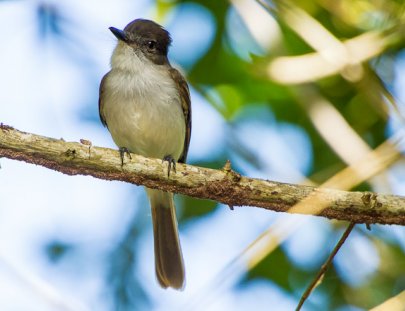 Explora por 5 Días el hábitat de Aves Puertoriqueñas  - Wildside Nature Tours