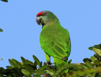Iwokrama Canopy Walkway- Observacion de aves desde el Canopy Walkway en la selva Iwokrama
