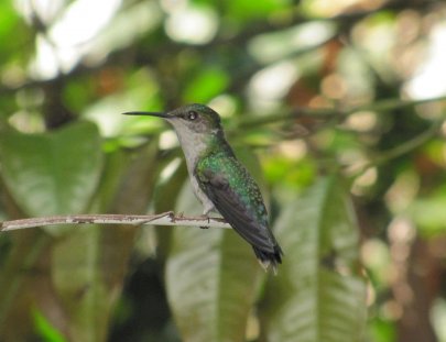 Iwokrama Canopy Walkway- Observacion de aves desde el Canopy Walkway en la selva Iwokrama