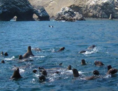 Secrets Of Peru-Tour en Bote a las Islas Ballestas