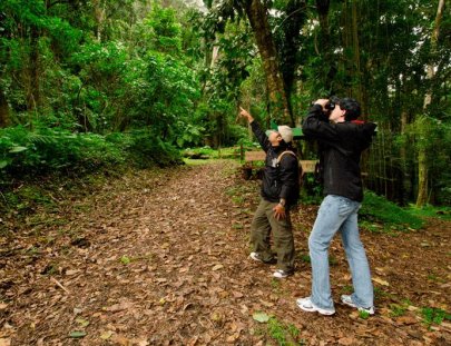Finca Lerida -Avistamiento de Aves en el Bosque Tropical de Boquete