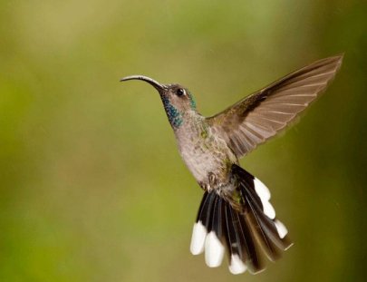 Finca Lerida -Avistamiento de Aves en el Bosque Tropical de Boquete