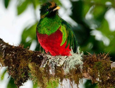 Finca Lerida -Avistamiento de Aves en el Bosque Tropical de Boquete
