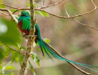 Avistamiento de Aves en el Bosque Tropical de Boquete - Finca Lerida 
