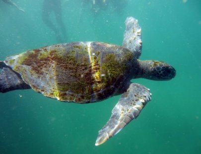 Spondylus Escuela De Buceo-Descubre tu pasión con una clase de Buceo