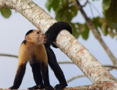 Visita las Esclusas del Canal de Panamá, Lago Gatun y la Isla Mono - Panama Eco Travel