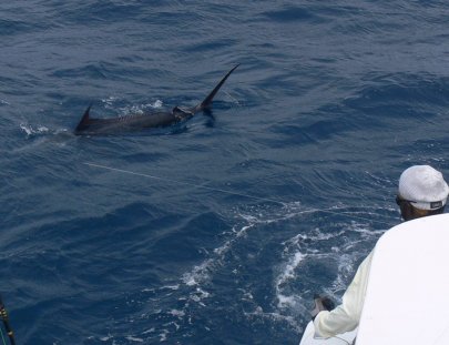 True Blue Sport Fishing-Pesca del pez Vela en  Granada