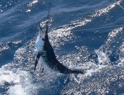 True Blue Sport Fishing-Pesca del pez Vela en  Granada