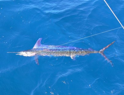 True Blue Sport Fishing-Pesca del pez Vela en  Granada