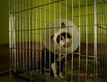 Animal Aware-¡Ayuda a parar el sufrimiento de perros y gatos en Guatemala!