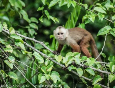 Araguato Expeditions-Explore la tierra de la  étnia Indigena Warao Jakera