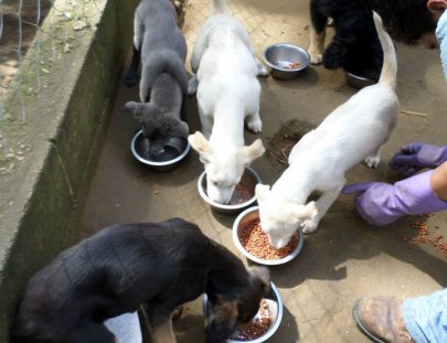 Animal Aware-¡Ayuda a parar el sufrimiento de perros y gatos en Guatemala!