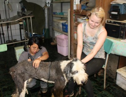 ¡Ayuda a parar el sufrimiento de perros y gatos en Guatemala! - Animal Aware