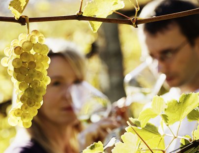 Bodega Dolium-Tour de Vinos Personalizado 