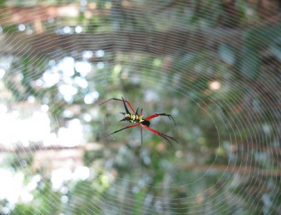 Amazon Jungle Tour-Viaje de Supervivencia para un real aventurero