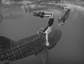 Blue H2o Cozumel-Nadar con un tiburón ballena y tour de Buceo