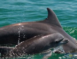 Wildlife Connection-Interactúa con delfines y vive una experiencia única en Puerto Vallarta