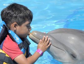 Dolphin Discovery-Nada, juega y asombrate mientras interactúas con amigables delfines