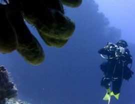 Blue Project Dive Shop-Estudia la vida marina de Cozumel en un viaje de buceo