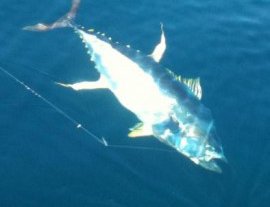 Pv Sportfishing-Un día de pesca deportiva lleno de acción