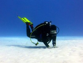 Blue Project Dive Shop-Estudia la vida marina de Cozumel en un viaje de buceo