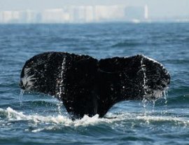 Tour de Avistamiento de ballenas jorobadas en Cozumel - Ocean Friendly