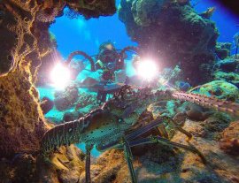 Dive With Martin-Curso Avanzado de Buceo Open Water