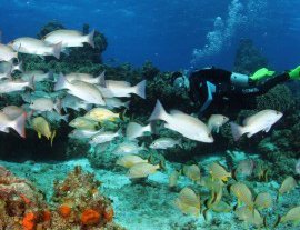 Dive With Cristina-Descubra el mundo del Buceo en Aguas Subtropicales