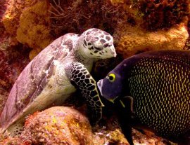 Dive With Cristina-Descubra el mundo del Buceo en Aguas Subtropicales