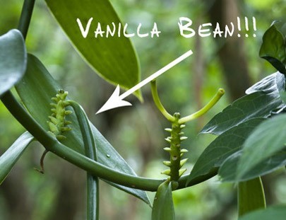 Cacao Junajpu-¡Un tour de chocolate espectacular, aprende sobre el proceso del cacao!