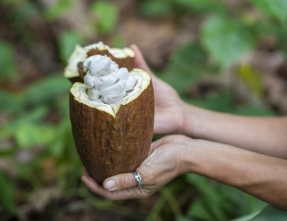 Cacao Junajpu-¡Un tour de chocolate espectacular, aprende sobre el proceso del cacao!