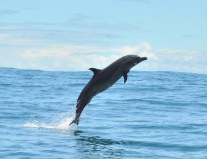 Tour de Avistamiento de Delfines y Ballenas - Dolphin Tour