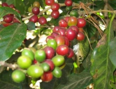 Tour de Cafe en El Salvador - Experiencias Epicas El Salvador