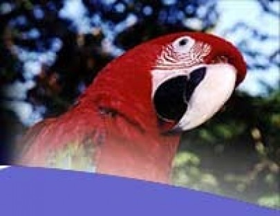 Birding Escapes-Observa hasta 887 especies de aves exoticas