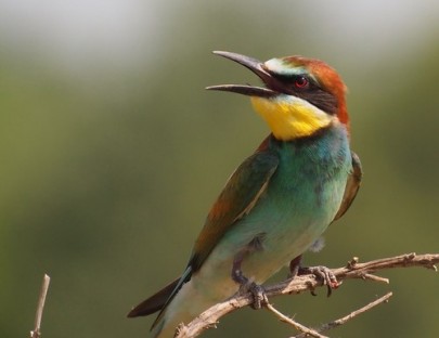 Birding Escapes-Observa hasta 887 especies de aves exoticas