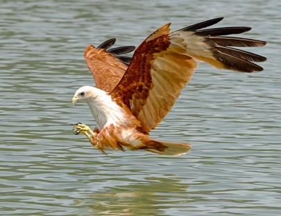 Birding Escapes-Observa hasta 887 especies de aves exoticas