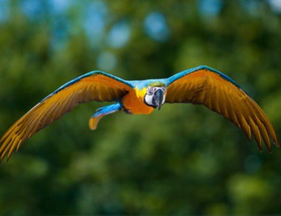Birding Escapes-Observa hasta 887 especies de aves exoticas