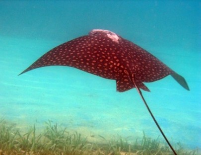 Ecomarine- Aprende a Bucear y adquiere el Certificado Open Water