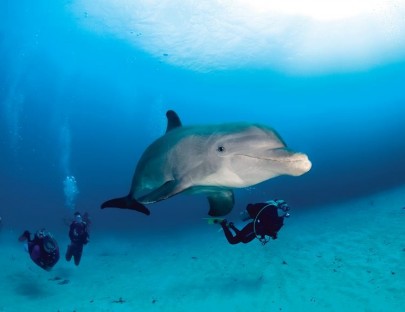 Anthony`s  Key Resort-Nadar y Snorkel con los Delfines